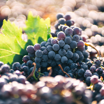 Vendemmia card